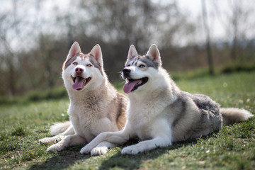 portrait of siberian husky