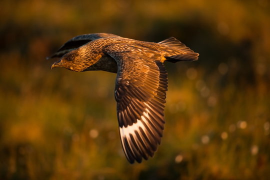 Stercorarius skua. Runde Island. Norway's wildlife. Beautiful picture. From the life of birds. Free nature. Runde Island in Norway. Scandinavian wildlife. North of Europe. Picture. Seashore. A wonderf