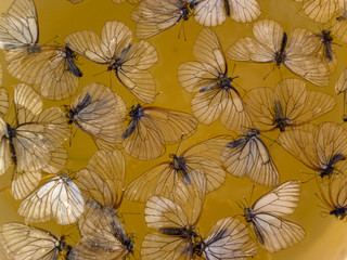 Many butterflies with wet wings swim in the water.
