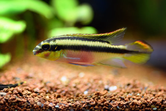 Kribensis (Pelvicachromis pulcher) freshwater cichlid fish in home aquarium