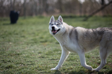 Obraz premium Husky outside