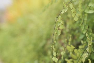 Black trunk fern spring fern on sunshine morning, blur image of Black trunk fern on green
