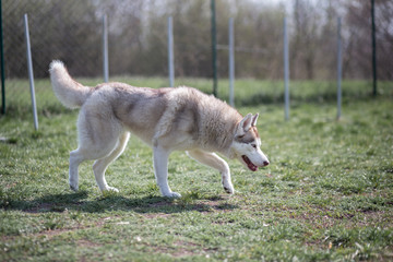 Siberian Husky portrait