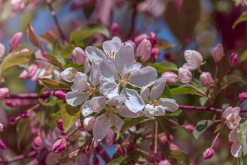 Apple tree in bloom, pink apple blossoms, apple close up flowers, apple tree spring blooming, closeup pink apple flowers, bokeh