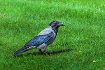 Black crow, corvus corone, common crow on green grass