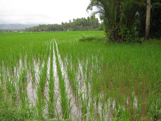 Rizière à Leyte aux Philippines