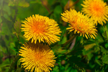 Close up of blooming bright yellow dandelion flowers in garden on spring time, detail of bright common dandelions  at springtime,medical herb and food ingredient