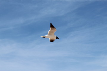 Gull in flight