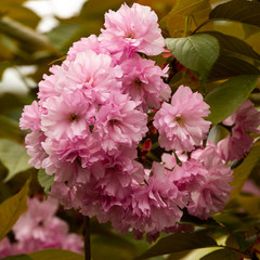 sakura flowers macro