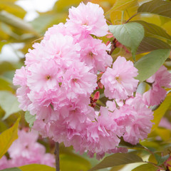 sakura flowers macro