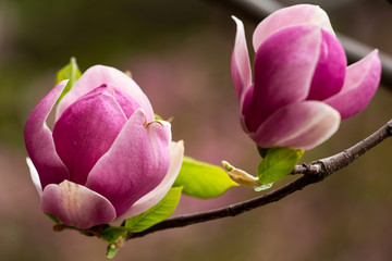 magnolia flower © fotodaocomua