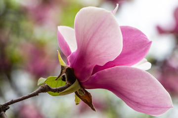 magnolia flower