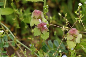 ヒメオドリコソウ