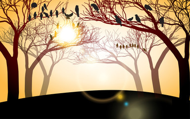 birds on the dry branches of trees in sunset