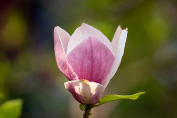 magnolia flower dew water drops