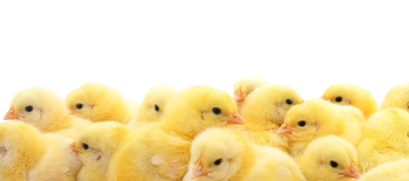 Group of little chicks.