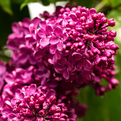 Fototapeta premium bloomin lilac flower macro