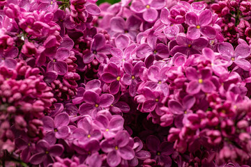Obraz premium bloomin lilac flower macro