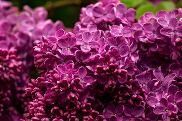 bloomin lilac flower macro
