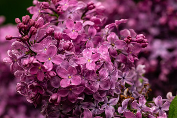 Fototapeta premium bloomin lilac flower macro