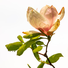 Fototapeta premium magnolia flower