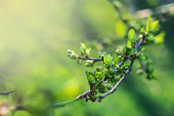 It's spring. Blossoming beautiful cherry flowers and leaves on a Sunny day outside.