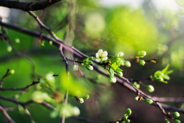 It's spring. Blossoming beautiful cherry flowers and leaves on a Sunny day outside.