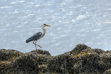 Heron, Ardea cinerea, grey bird standing on the shore in Brittany