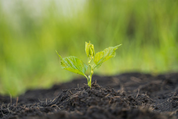 Young plant growing in the morning on green nature background.
