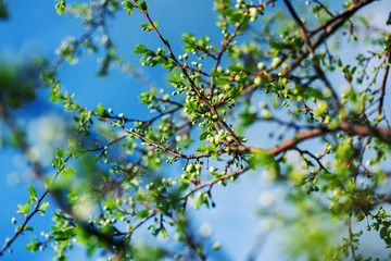 It's spring. Blossoming beautiful cherry flowers and leaves on a Sunny day outside.