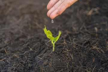 Hand of farmer watering the young plant.
