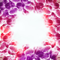 Flowers. Red, purple and pink tulips on white background. Frame