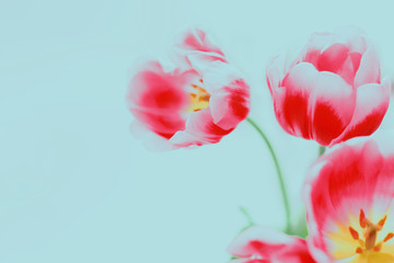 Obraz premium Bouquet of red tulips on blue background. Flowers.