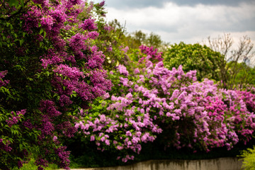Fototapeta premium rainy cloudy day in lilac garden