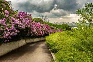 rainy cloudy day in lilac garden