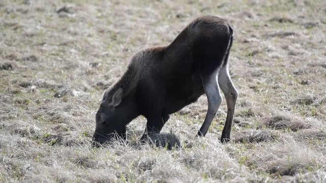A Second Year Moose Calf Kneeling to Eat In Rocky Mountain National Park