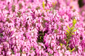 blooming heather