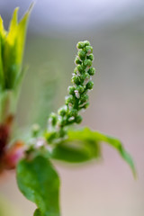 Unblown inflorescences of a bird cherry with gently green leaves. Ready photo background. Soft focus. Macro.