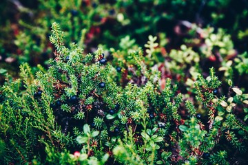 Black Crowberry close-up in summer forest, Finland Lapland