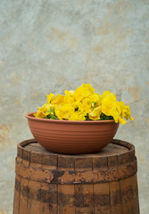 Flowers in pots.
