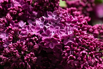 Fototapeta premium lilac flower drops dew water macro