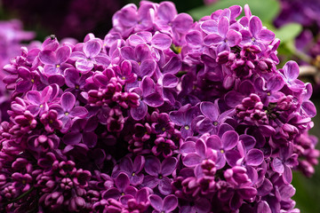 Fototapeta premium lilac flower drops dew water macro