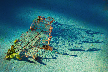 Autumn. Skelettierung sheet and its delicate shadow on turquoise background