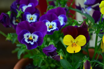 lovely colored pansy flowers in a pot