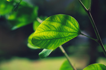 Bauhinia. Green leaf under the sun in the Park. Summer