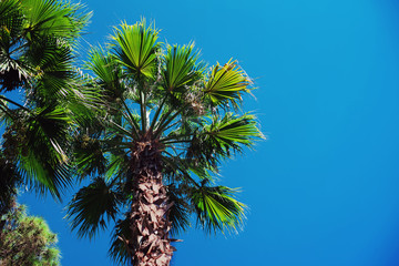 Palm against the blue sky.  Tropical tree