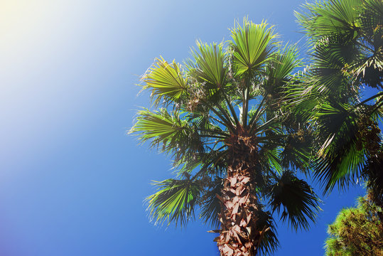 Palm against the blue sky.  Tropical tree