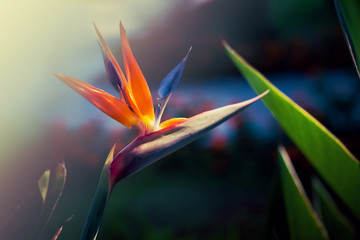 Paradise bird flower or strelizia on a Sunny summer day in the garden.