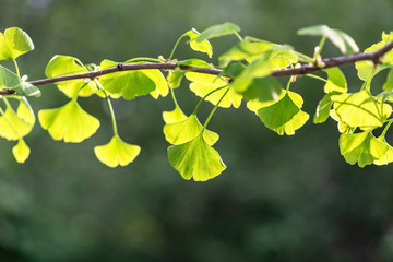Close-up green Leaves of Ginkgo Biloba Tree in Chinese Park in Beijing