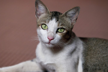 Portrait of a beautiful Indian Breed cat